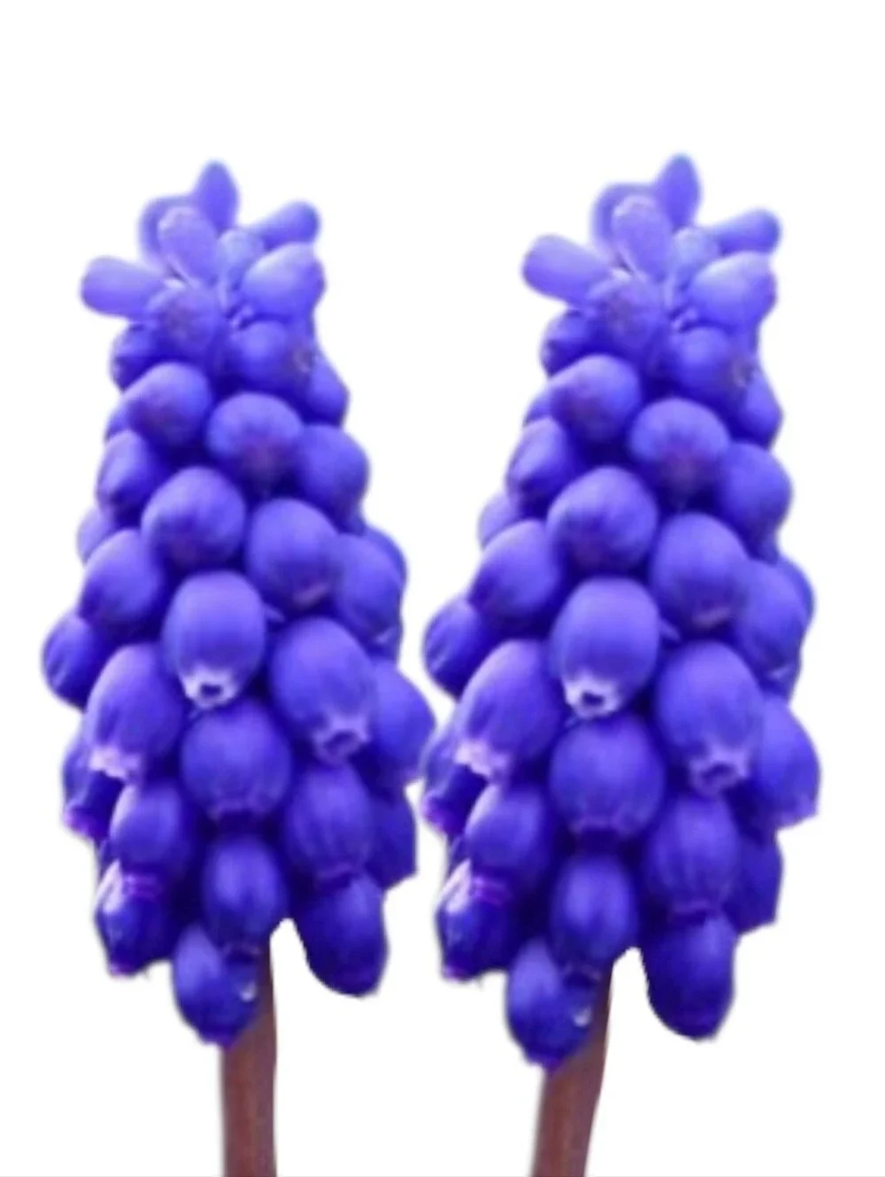 Organic Purple Grape Hyacinth Flower Seeds, 20 Count